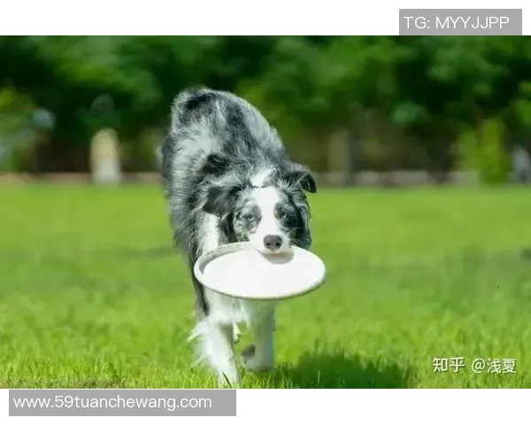 飞盘新手攻略：力量入门指南